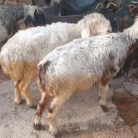 میش بزه بیگ بره در اندیکا