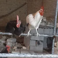 جوجه خروس