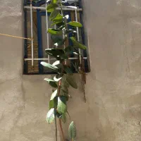 گل گوش فیل