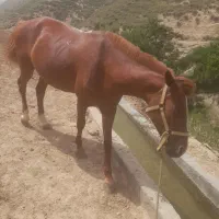 اسب
