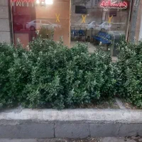 رهن واجاره مغازه تجاری ( کوهسنگی )