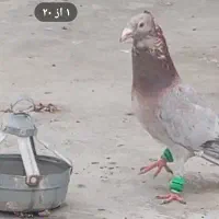 سار کاکلی کفتر