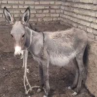 کره خرماده الاغ