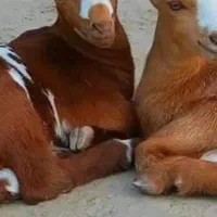 یک عدد فیش عمره