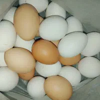 تخم مرغ محلی