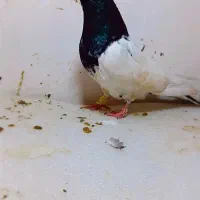 کله سیاه عتیقه