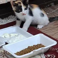 گربه نر و ماده