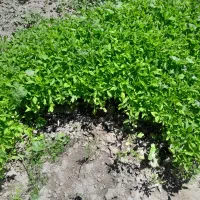 نشا گوجه مرغوب