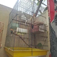 عروس هلندی