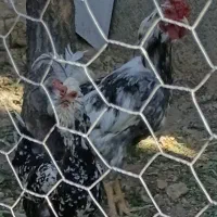 تخم مرغ گلین