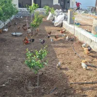 فروش جوجه مرغ