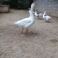 غاز نر محلی سالم کاملا ارگانیک