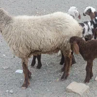 گوسفند فروشی مکان قلعه گنج