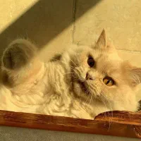فروش پت
