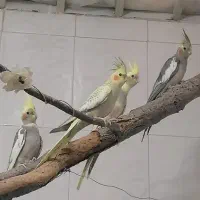 عروس هلندی