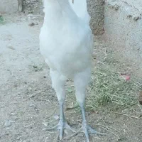 خروس ریشی سفید چهل تاج