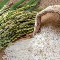 برنج هاشمی عطری دم سیاه