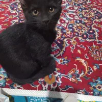 واگذاری بچه گربه دوماهه