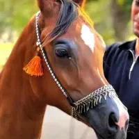 تربیت اسب و راه اندازی کره