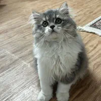 بچه گربه بریتیش لانگ هیر