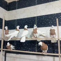 پرنده کبوترر توقی