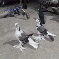 کفتر کوک سفید دوکت جفت
