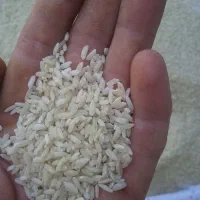 برنج کشت صحنه