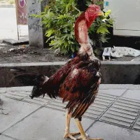 جوجه خروس لاری