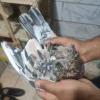 کبوتر