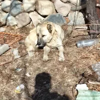 سگ عالی گله خیلی سگ عالی هست وقت به خاطر نبودن جا