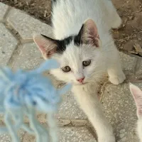 گربه