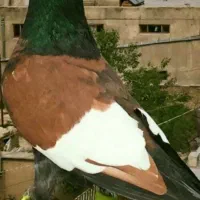 کبوتر باخت کرده