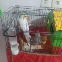 عروس هلندی جفت و مرغ عشق