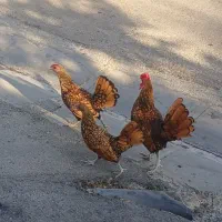 مرغ سیبرایت گلد