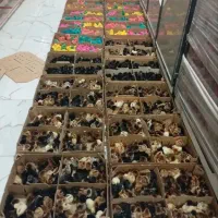 جوجه محلی