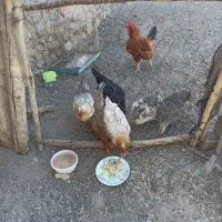 مرغ و خروس