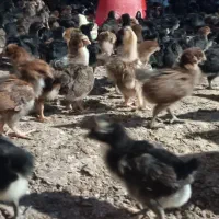 جوجه مرغ نژاد بومی سی روز