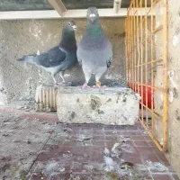 کبوتر پلاکی جفتی خوبو
