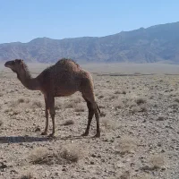 شتر