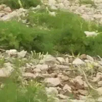 جاشیر جهت مصارف دامداری و رنگسازی