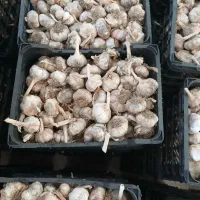 سیر|خوردنی و آشامیدنی|پارسآباد, |دیوار