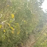 علف گلخانه ای