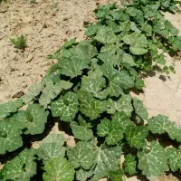 پرس گندم تمیز