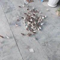 فروش جوجه مرغ شاخدار