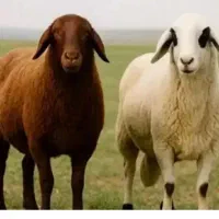 بره نر