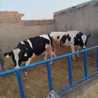 گوساله نر چاق