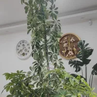 گل شفلرا