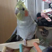 عروس هلندی نر معاوضه با قناری نر