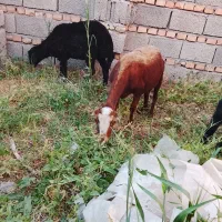 میش جوان بابره ماده