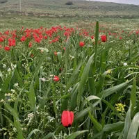 فروش یونجه دروع نشده
